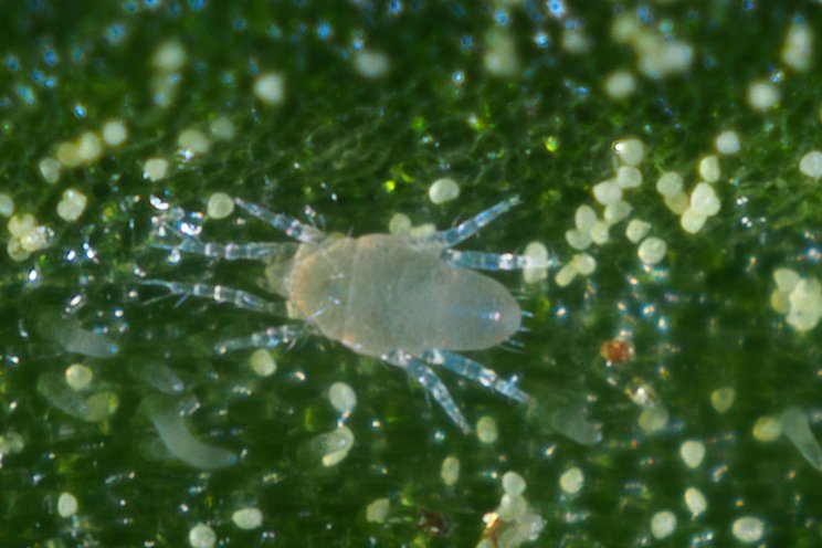 Pronemite wins award for controlling pest & pathogen Pronemite wins award for controlling pest & pathogen